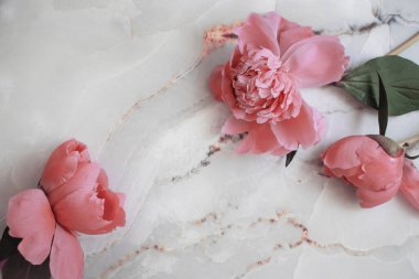 Açık arkaplanda güzel bir şakayık çiçeği