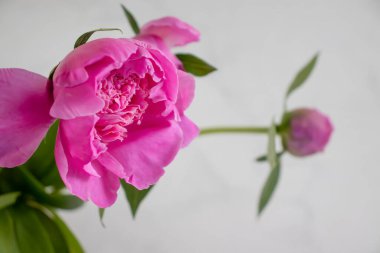 Açık arkaplanda güzel bir şakayık çiçeği