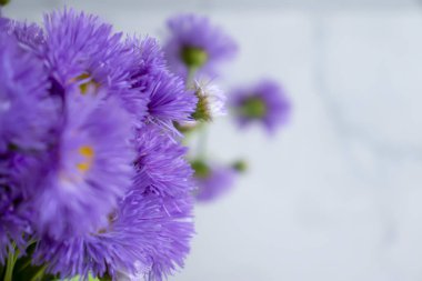 Güzel çiçek buketi kasımpatı çerçevesi