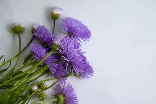 Mooi Boeket Bloem Chrysant Frame — Stockfoto