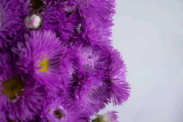 Beautiful Bouquet Flower Chrysanthemum Frame — Stock Photo, Image
