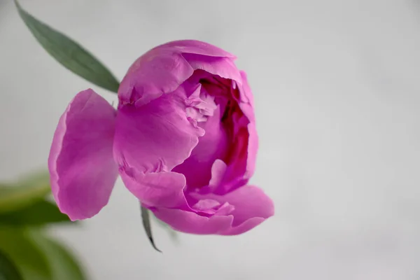 Beautiful Peony Flower Light Frame Background — Fotografia de Stock