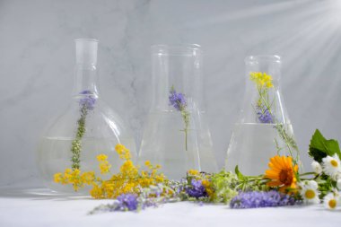Laboratory flask, flower on a light background