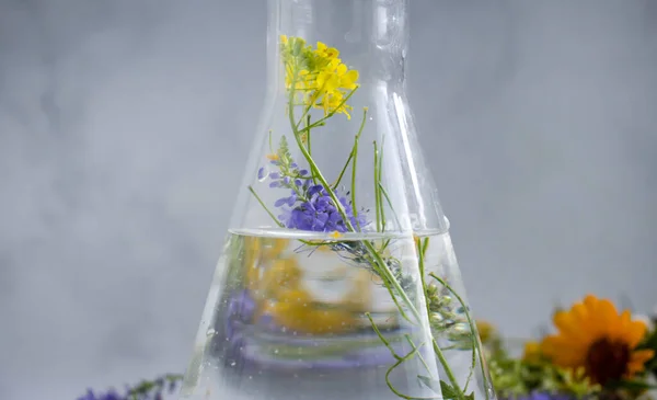 Laboratory Flask Flower Light Background — Foto de Stock