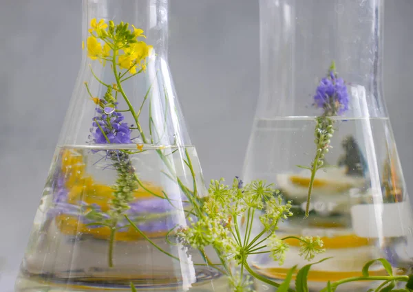 Laboratory Flask Flower Light Background — 图库照片