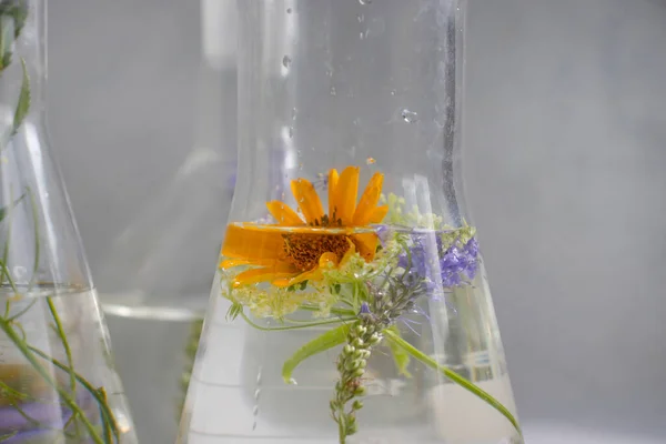 Laboratory Flask Flower Light Background — Stok fotoğraf