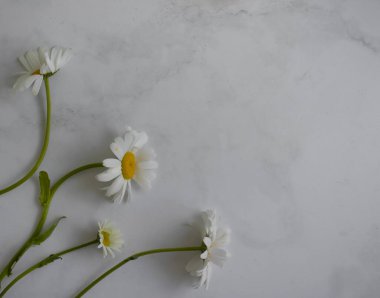 Chamomile flower on a light background frame