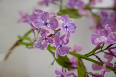 Branch of blooming lilac background frame