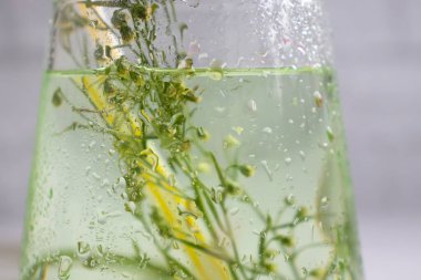 Water with tarragon grass on a light background