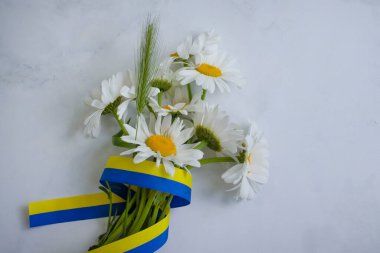 Papatya çiçeği, açık arkaplanda sarı-mavi kurdele.