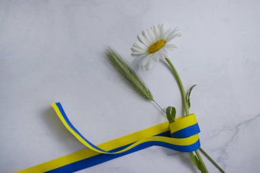 Papatya çiçeği, açık arkaplanda sarı-mavi kurdele.