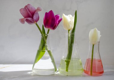 Laboratuvar matarası, arka planda lale çiçeği.