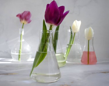 Laboratuvar matarası, arka planda lale çiçeği.