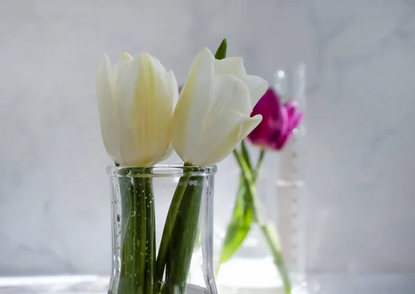 Лабораторная Фляжка Цветок Тюльпана Облачном Фоне — стоковое фото