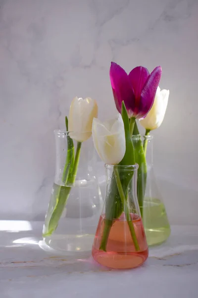 Frasco Laboratorio Flor Tulipán Sobre Fondo Nublado — Foto de Stock