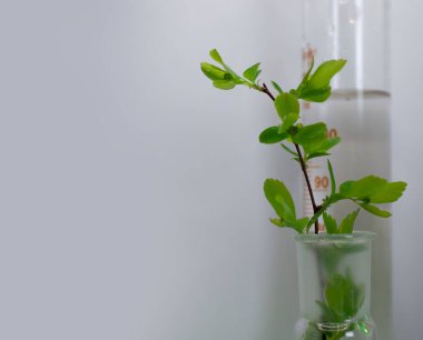 Işık arkaplan üzerinde laboratuvar şişesi çiçeği