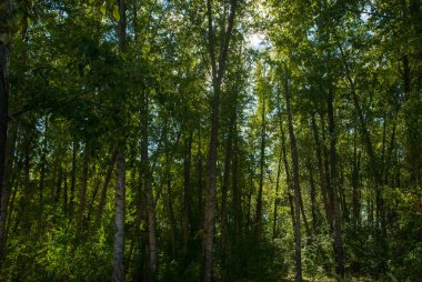 Sabah güzel bir orman