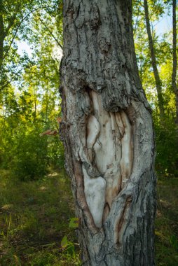 Ormanda bir ağaç gövdesi