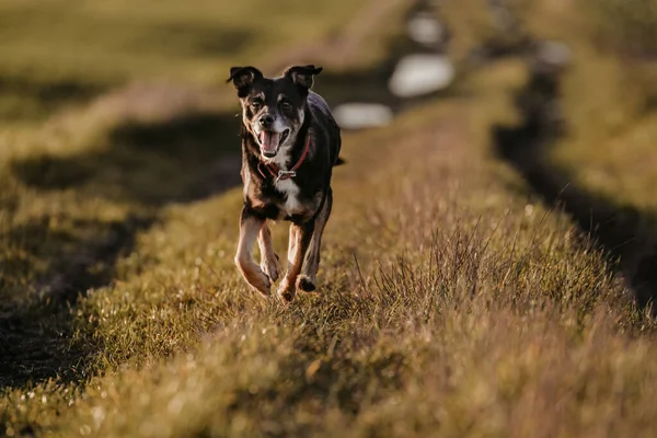 Крупним Планом Посмішка Собака Біжить Ізольовані Фоні Природи — стокове фото