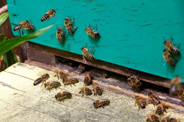 Makro Pszczół Miodnych Locie Niosących Pyłek Ula — Zdjęcie stockowe