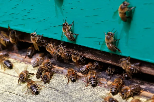 Makro Pszczół Miodnych Locie Niosących Pyłek Ula — Zdjęcie stockowe