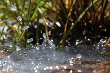 Doğal ortamda makro su damlacıkları