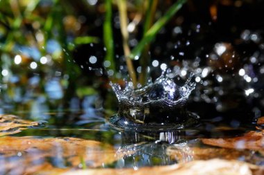 Doğal ortamda makro su damlacıkları