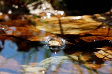 Doğal ortamda makro su damlacıkları