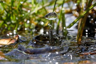 Doğal ortamda makro su damlacıkları