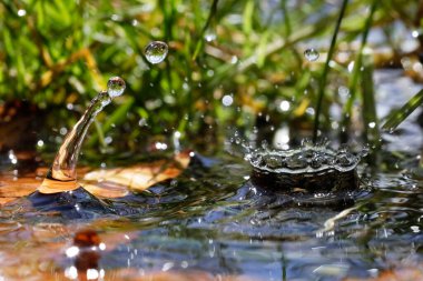 Doğal ortamda makro su damlacıkları