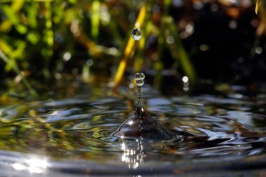 Doğal ortamda makro su damlacıkları