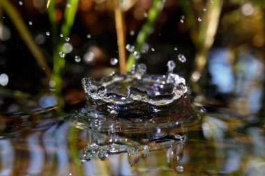 Doğal ortamda makro su damlacıkları