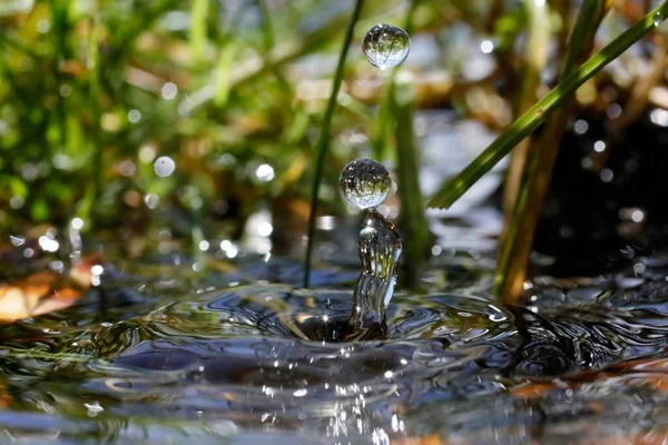 Doğal ortamda makro su damlacıkları