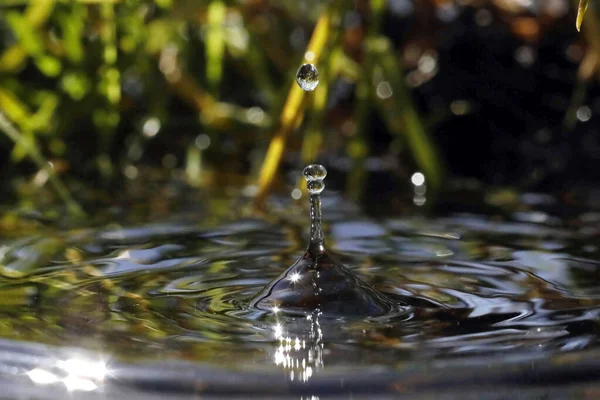 Doğal ortamda makro su damlacıkları