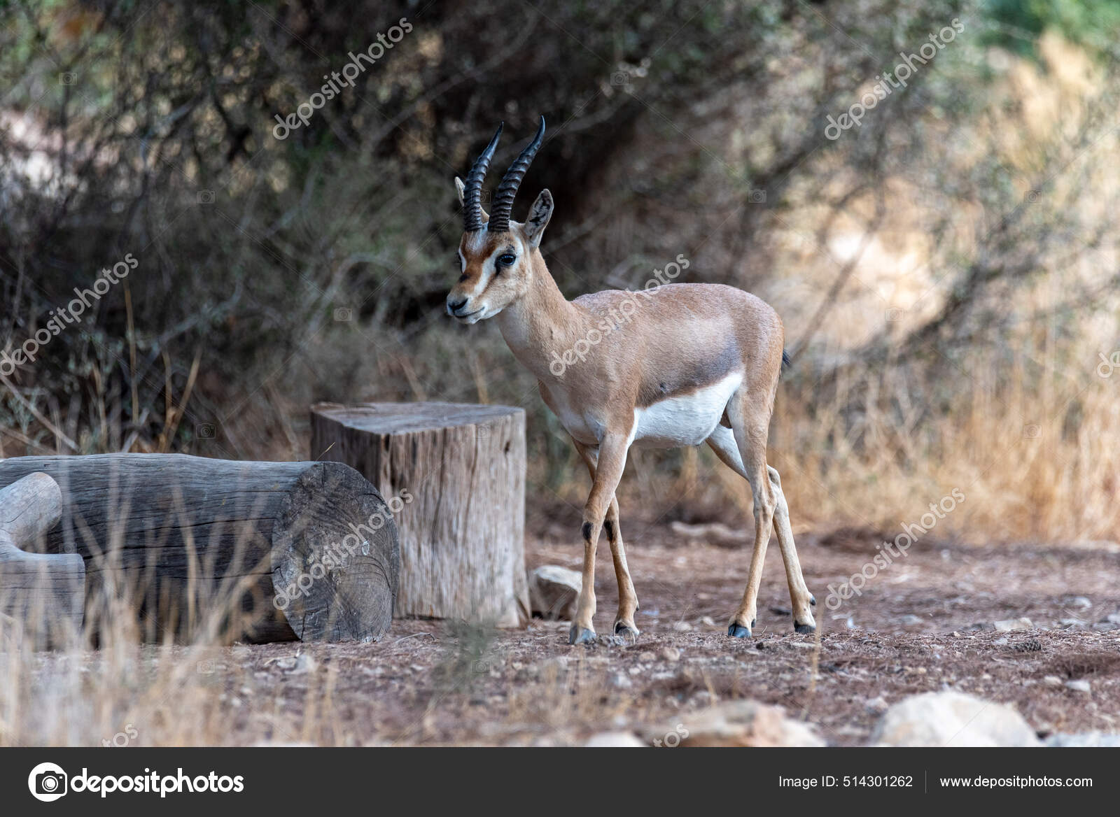 ガゼル属写真素材 ロイヤリティフリーガゼル属画像 Depositphotos