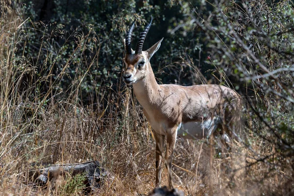 Male Mountain Gazelle Gazelle Valley National Park Jerusalem Israel Shooting — Stock Photo, Image