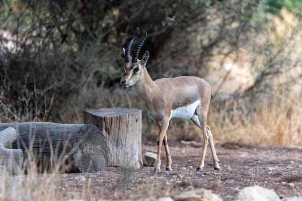 Male Mountain Gazelle Gazelle Valley National Park Jerusalem Israel Shooting — Stock Photo, Image