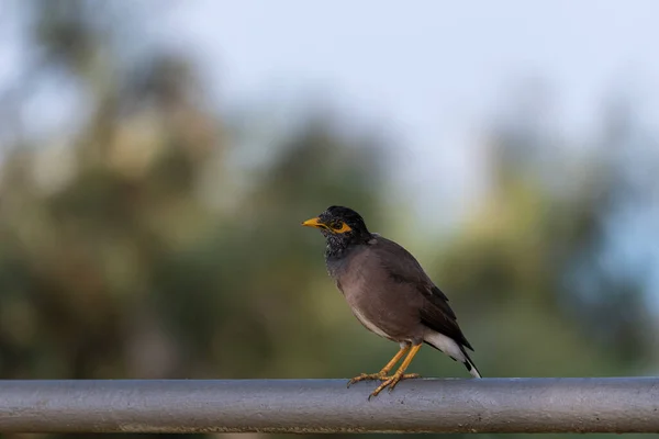 Pták Obecný Acridotheres Tristis Tento Pták Původem Indického Subkontinentu Asie — Stock fotografie