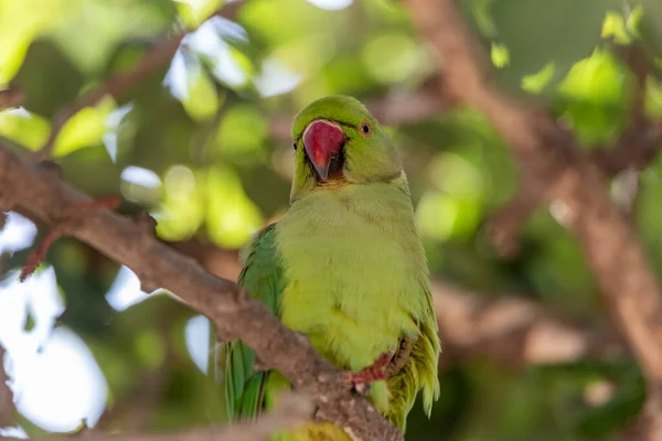 Loro Verde Indio Descansando Sobre Una Rama Vegetación Jerusalén —  Fotos de Stock