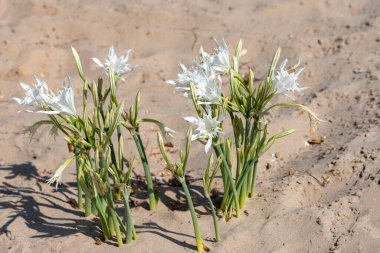Deniz nergisi - Pancratium maritimum kıyı kumlarında yetişir ve uzun ömürlü bir çiçektir..