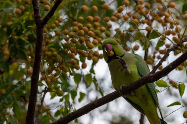 Yeşil Hintli papağan Kudüs 'te yeşillikte bir dalda dinleniyor.