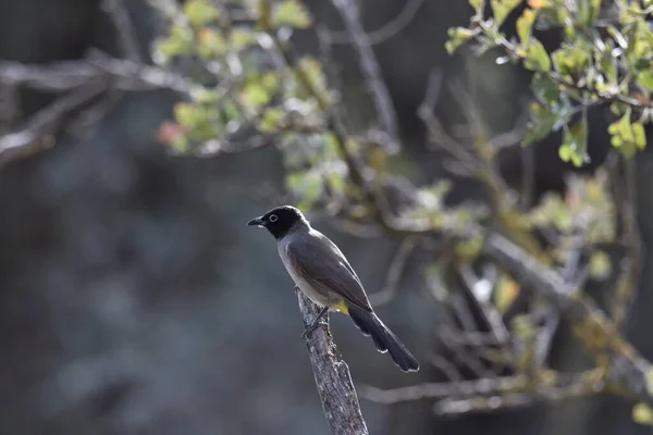 Обыкновенный Bulbul Черноглазый Bulbul Коричневый Bulbul Pycnonotus Barbatus — стоковое фото