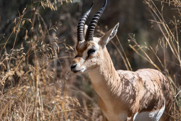 Male Mountain Gazelle Gazelle Valley National Park Jerusalem Israel Shooting — Stock Photo, Image