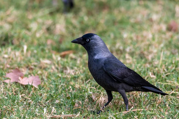 Cuervo Negro Joven Camina Sobre Hierba —  Fotos de Stock