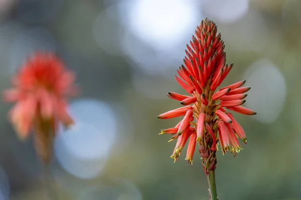Hermosa Flor Aloe Vera Roja Floreciendo —  Fotos de Stock