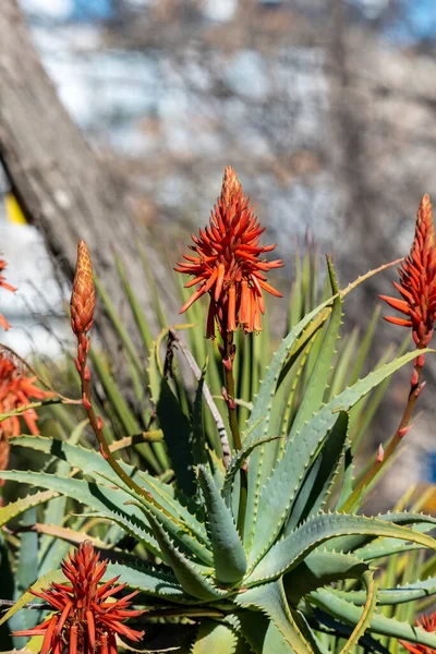 Aloe Vera Blume Blühende Aloe Vera — Stockfoto