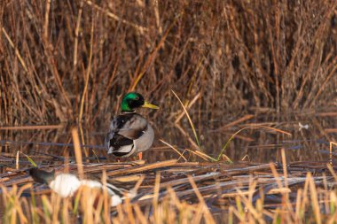 Parkta yürüyen yabani ördekler, yazın sokakta dolaşan ördek Drake. Yaban ördeği.