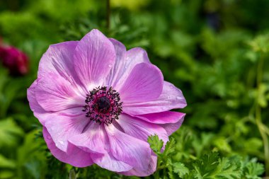 Anemone çiçeği yakın çekim, bahar mevsimi görüntüsü. mor şakayık.
