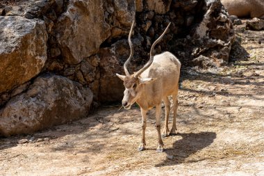 Beyaz antilop, Addax nasomaculatus, Yotvata Hai Bar Doğa Koruma Alanı, İsrail 'de Screwhorn antilobu olarak da bilinir. Kudüs