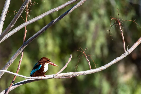 Beyaz boğazlı Kingfisher, Kingfisher kuşu. Kudüs